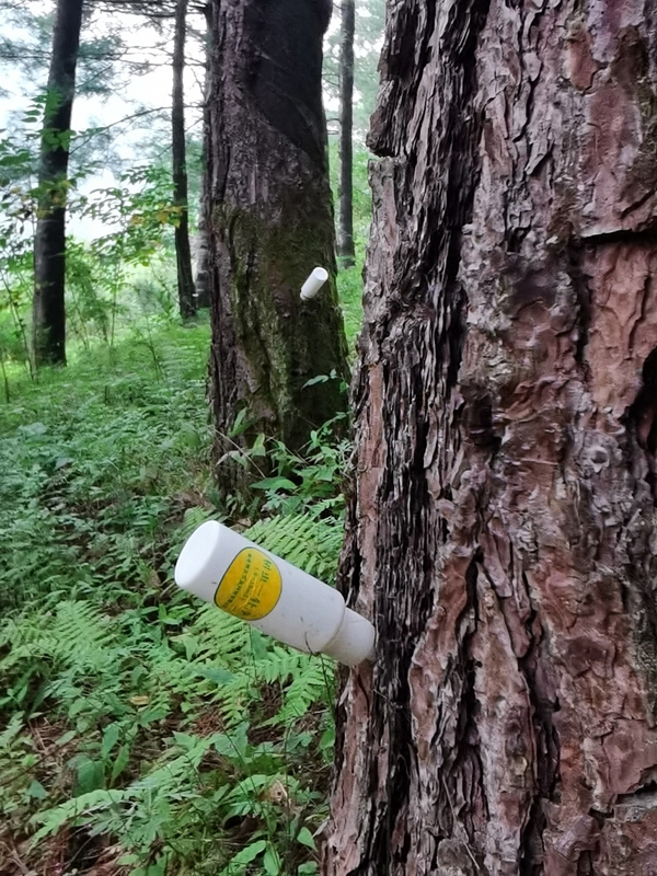 9172472e5c744cb0b9dad4cad388482b.jpg 树干注药防治松材线虫病_副本.jpg