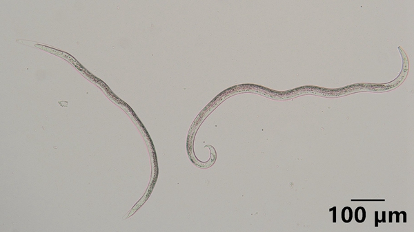 6bba560273eb432d8b77d9f18fdfeb4a.jpg 40倍显微镜下的松材线虫_副本.jpg